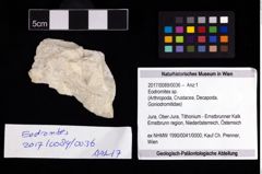 Foto (Objekt + Etikett) von Eodromites sp.  (NHMW-GEO-2017-0089-0036)